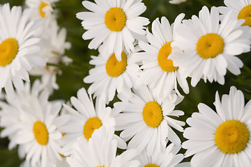 Image showing Group of Beautiful Shasta Daisies