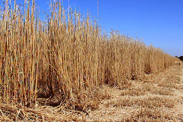 Image showing Field of reeds