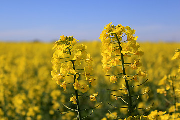 Image showing Flowers of colza