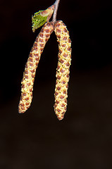 Image showing Spring Birch catkins