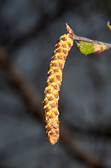 Image showing Spring Birch catkins