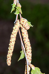 Image showing Spring Birch catkins