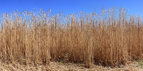 Image showing Culture of the reed