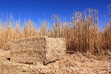 Image showing Field of reeds