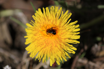 Image showing A bee on a flower