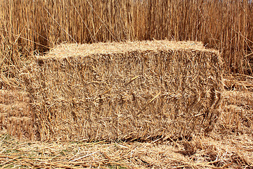 Image showing Bundle of reeds