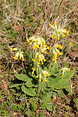 Image showing Fleur of cuckoo