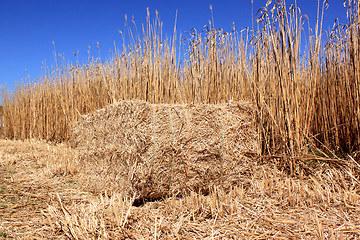 Image showing Field of reeds