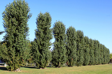 Image showing trees in alignment