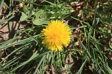 Image showing Dandelion flower