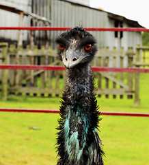 Image showing Emu