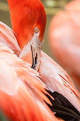 Image showing pink flamingo at a zoo in spring