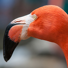 Image showing pink flamingo at a zoo in spring