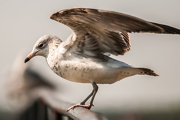 Image showing seagull standing on rail