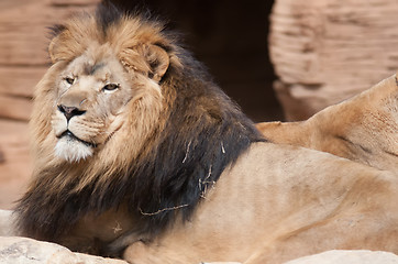 Image showing Lion, portrait of the king of beasts