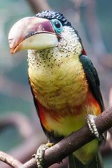 Image showing hornbill bird portrait closeup