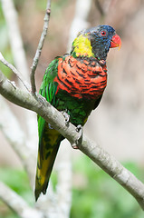 Image showing Rainbow Lorikeet parrot Trichoglossus haematodus