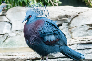 Image showing Exotic Bird (Goura Victoria)