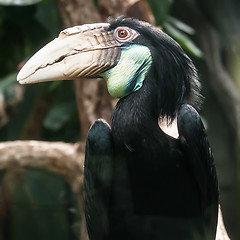 Image showing hornbill bird portrait closeup