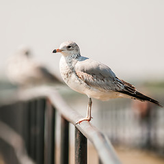 Image showing seagull standing on rail