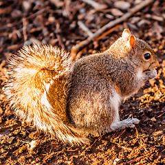 Image showing squirrel eating crunchy pinecorn on ground