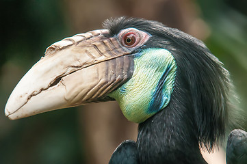 Image showing hornbill bird portrait closeup