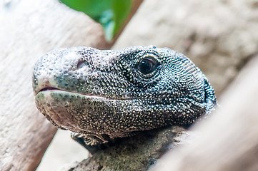 Image showing dragon lizzard portrait closeup