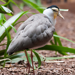 Image showing The Masked Lapwing (Vanellus miles),previously known as the Mask