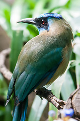 Image showing exotic blue cyan bird