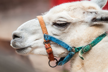 Image showing portrait odf a lama on a farm