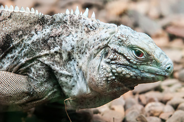Image showing dragon lizzard portrait closeup