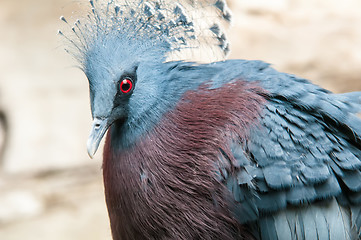 Image showing Exotic Bird (Goura Victoria)