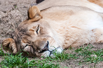 Image showing lioness resting on ground