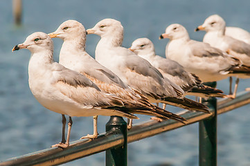 Image showing seagull standing on rail