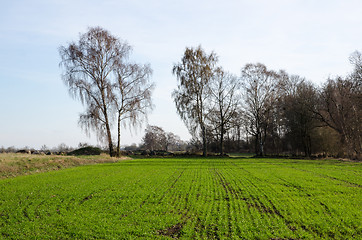 Image showing Green corn field