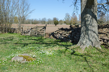 Image showing Rural springtime