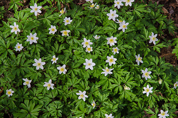 Image showing Windflowers Floor