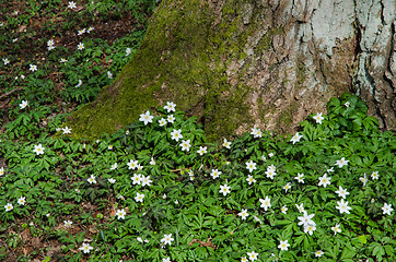 Image showing Blossom windflowers