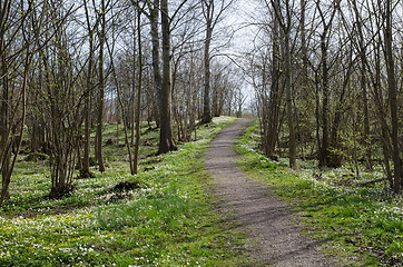 Image showing Springtime forest view