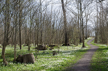 Image showing Footpath surrounded of wood anemones