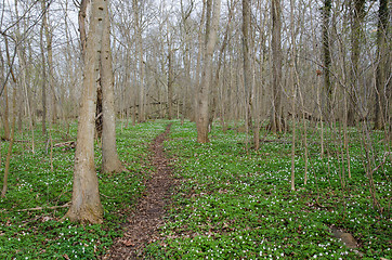 Image showing Springtime footpath