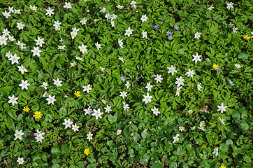 Image showing Carpet of springflowers