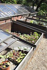 Image showing coldframes outside a glasshouse