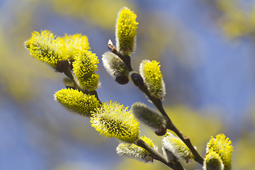 Image showing Blossoming branches of a willow.