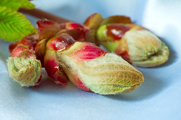 Image showing Young growing leaves on a chestnut branch.