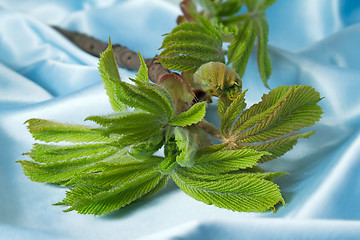 Image showing Young growing leaves on a chestnut branch.