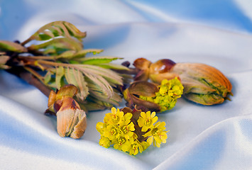 Image showing Young growing leaves on a chestnut branch.