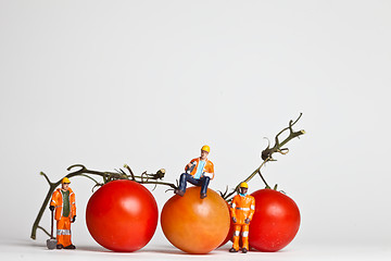 Image showing Miniature people in action with tomatoes