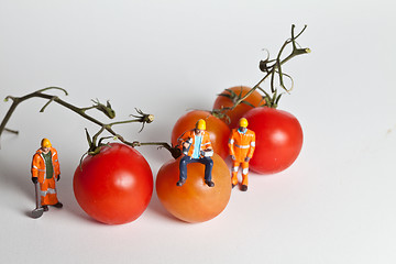 Image showing Miniature people in action with tomatoes