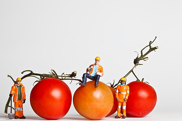 Image showing Miniature people in action with tomatoes